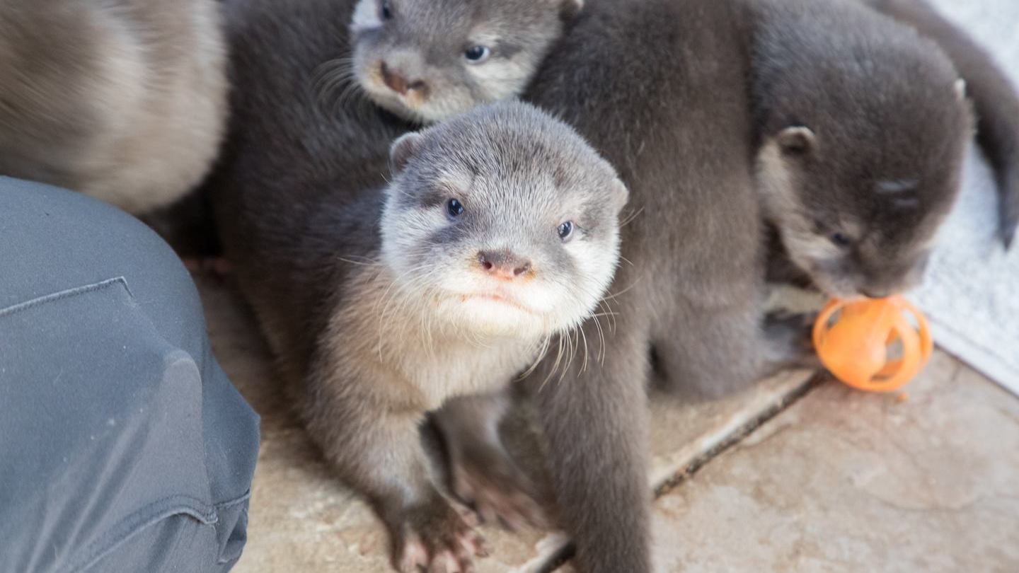 a small grey animal