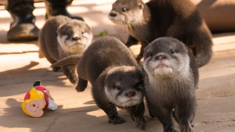 otter website 33 a group of stuffed animals sitting next to a cat