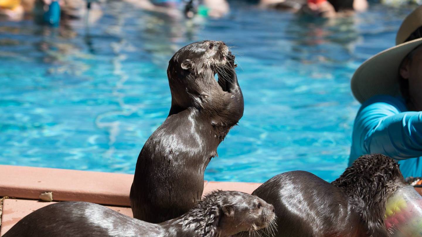 a dog swimming in a pool of water