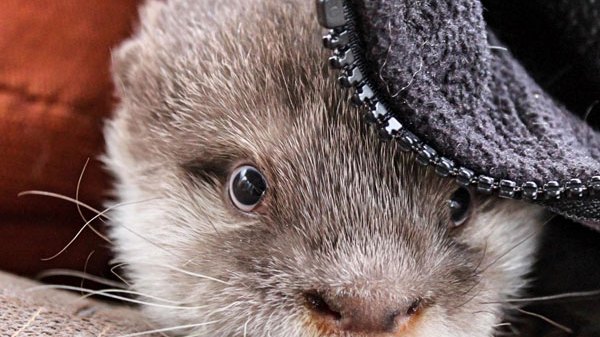 NURTURED_BY_NATURE_03 a small grey animal