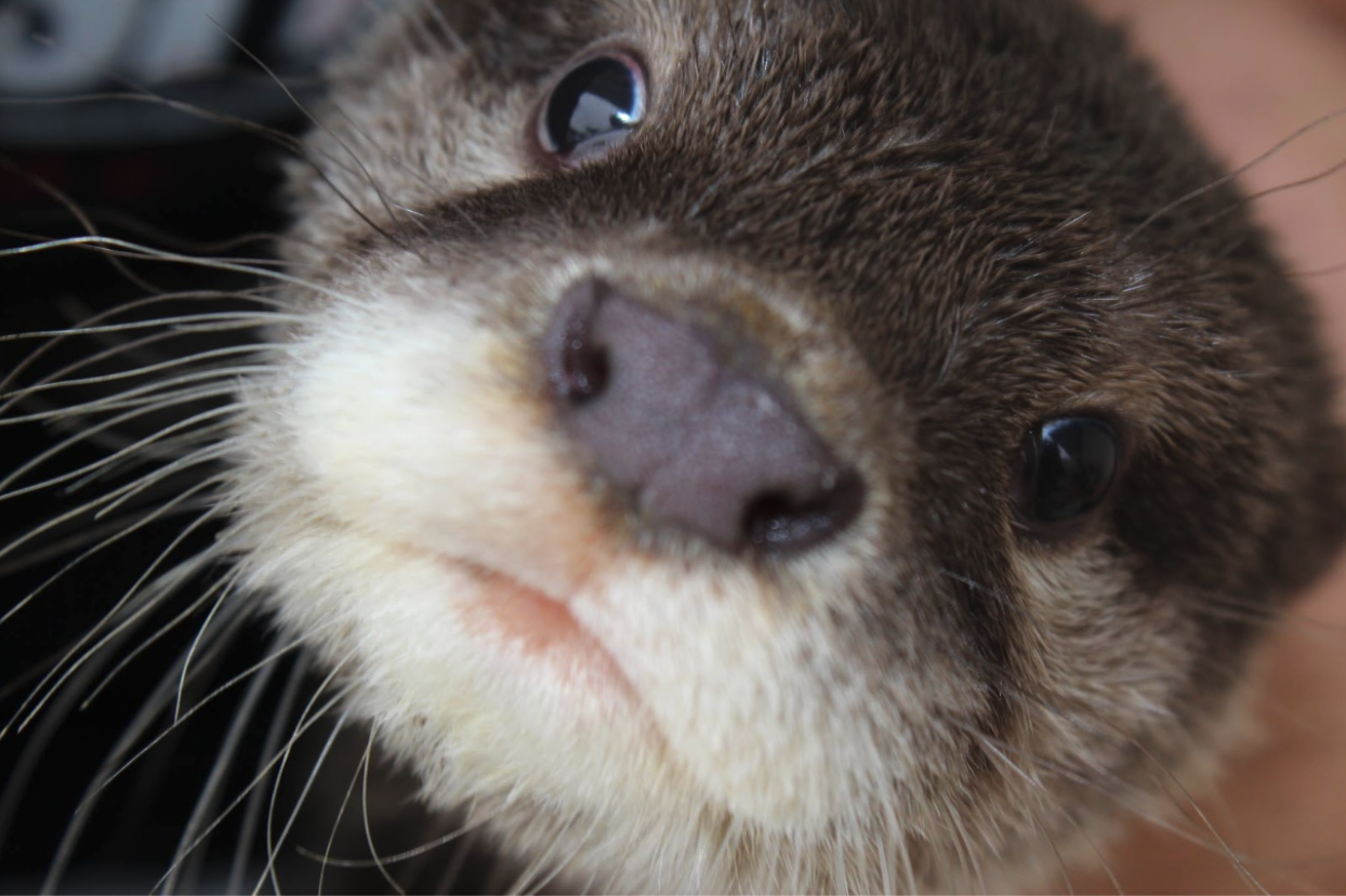 a close up of a cat looking at the camera