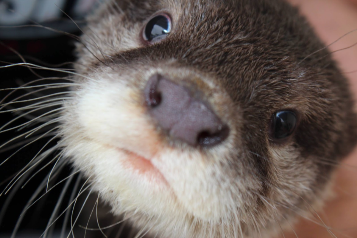 a close up of a cat looking at the camera