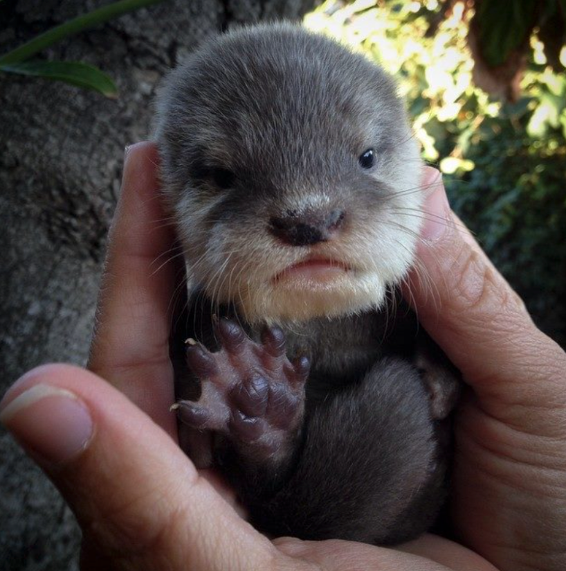 a hand holding a small animal