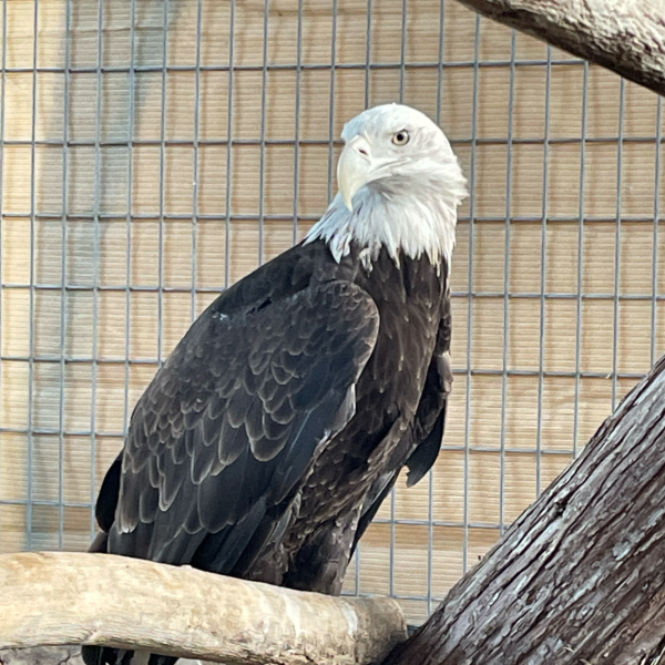 Bald Eagle a bird sitting on a wooden surface