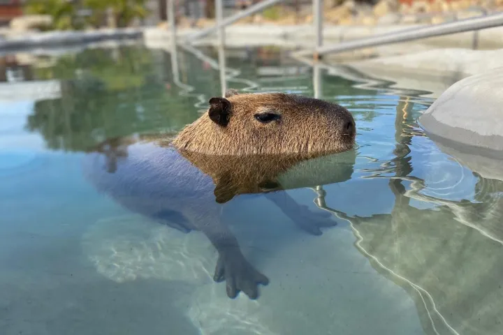 a bird swimming in water